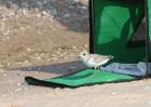 Piping plover (bird) being released at Sleeping Bear Dunes National Lakeshore.
