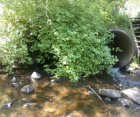 Before photo of culvert replacement project. A large green bush covers the pipe and shallow water