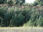 Cluster of phragmites 