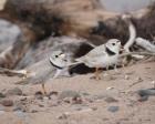 Two piping plovers stand on sand.