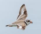 A Great Lakes piping plover flying. Credit: John Doskoch, volunteer